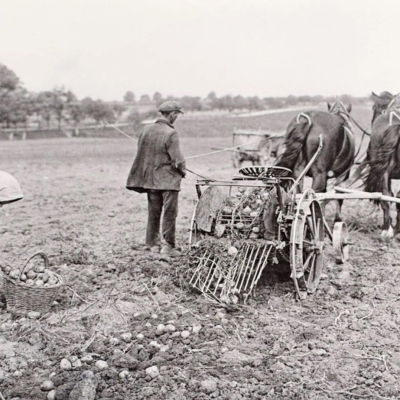 Sběr brambor Československo (vyfotografováno v okolí Slaného 6. června 1928)