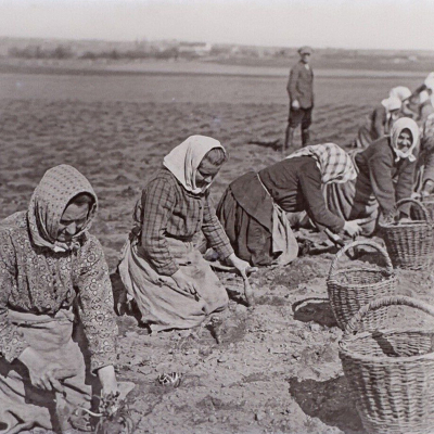 Ženy sázejí cukrovou řepu - Československo okolí Slaného 10. června 1928